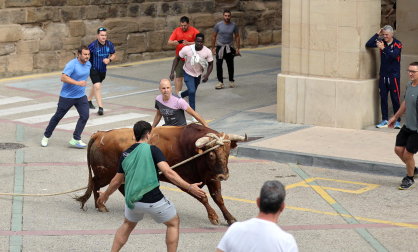 Multitudinario primer toro ensogado en las fiestas de Lodosa 2026 este viernes 18 de septiembre