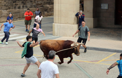 Multitudinario primer toro ensogado en las fiestas de Lodosa 2026 este viernes 18 de septiembre