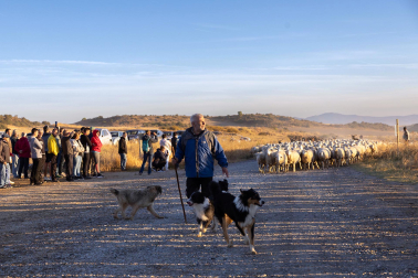 Tradicional acto de entrada de los rebaños de ovejas a Bardenas Reales