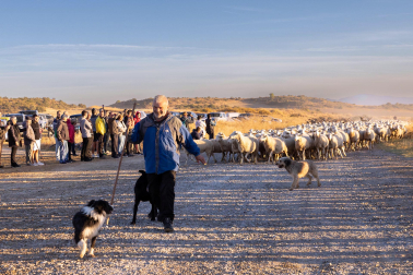 Tradicional acto de entrada de los rebaños de ovejas a Bardenas Reales