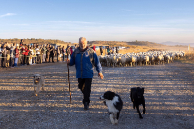 Tradicional acto de entrada de los rebaños de ovejas a Bardenas Reales