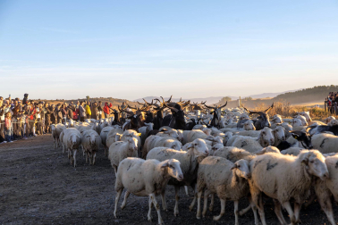 Tradicional acto de entrada de los rebaños de ovejas a Bardenas Reales