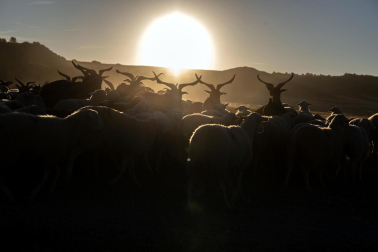 Tradicional acto de entrada de los rebaños de ovejas a Bardenas Reales