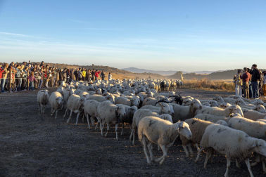 Tradicional acto de entrada de los rebaños de ovejas a Bardenas Reales