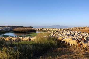 Tradicional acto de entrada de los rebaños de ovejas a Bardenas Reales
