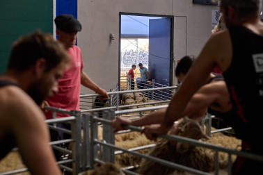 Campeonato mundial de esquileo en Elizondo