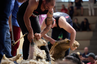 Campeonato mundial de esquileo en Elizondo