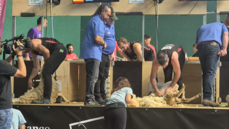 Campeonato mundial de esquileo en Elizondo