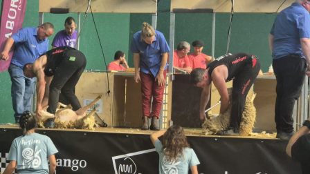Campeonato mundial de esquileo en Elizondo