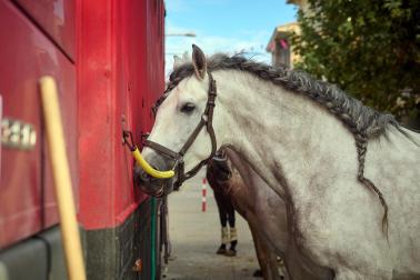 Marcilla acogió este lunes, 12 de octubre, la Feria del Caballo Benito Aguerri en una jornada soleada donde se dieron cita exhibiciones ecuestres y los puestos de alimentación