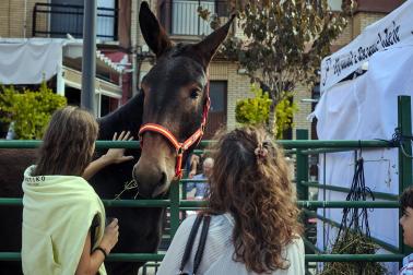 Marcilla acogió este lunes, 12 de octubre, la Feria del Caballo Benito Aguerri en una jornada soleada donde se dieron cita exhibiciones ecuestres y los puestos de alimentación