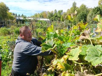 Bartolomé Gómez Delgado observa las calabazas que ha cultivado en la huerta de Aranzadi.