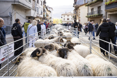Feria de ganado de Alsasua