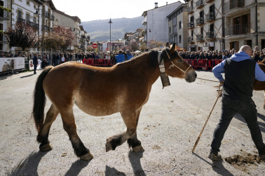 Feria de ganado de Alsasua