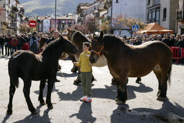 Feria de ganado de Alsasua