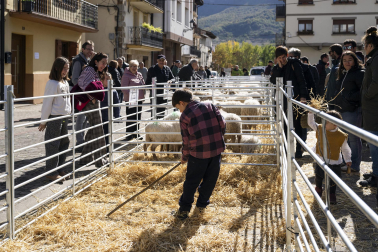 Feria de ganado de Alsasua