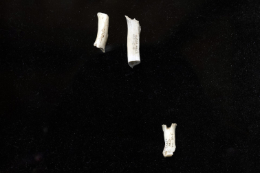 Fotos de los restos humanos más antiguos hasta la fecha encontrados en Navarra en la cueva de Abauntz