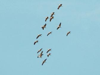 El cielo de Pamplona y su comarca vuelve a llenarse de las caprichosas formas que pintan las bandadas de grullas