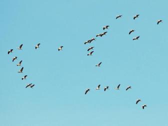 El cielo de Pamplona y su comarca vuelve a llenarse de las caprichosas formas que pintan las bandadas de grullas