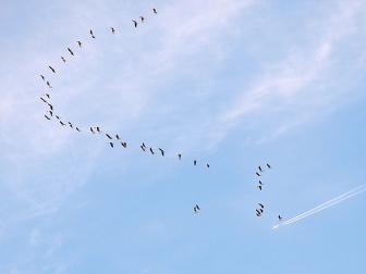El cielo de Pamplona y su comarca vuelve a llenarse de las caprichosas formas que pintan las bandadas de grullas