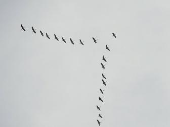El cielo de Pamplona y su comarca vuelve a llenarse de las caprichosas formas que pintan las bandadas de grullas
