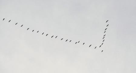 El cielo de Pamplona y su comarca vuelve a llenarse de las caprichosas formas que pintan las bandadas de grullas