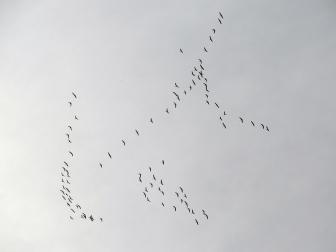 El cielo de Pamplona y su comarca vuelve a llenarse de las caprichosas formas que pintan las bandadas de grullas