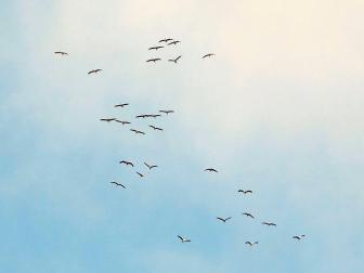 El cielo de Pamplona y su comarca vuelve a llenarse de las caprichosas formas que pintan las bandadas de grullas
