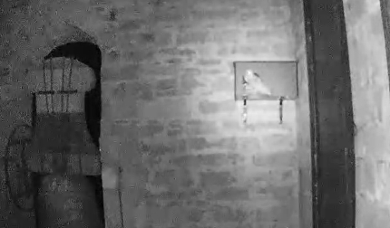 Vecinos de la localidad de la comarca de Pamplona logran que una pareja críe en el nido colocado en 2017.