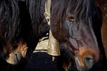 Público asistente a la feria de octubre de Tafalla celebrada este domingo, día 25