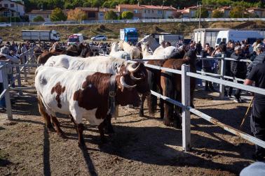 Público asistente a la feria de octubre de Tafalla celebrada este domingo, día 25