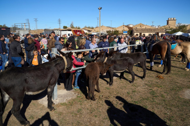 Público asistente a la feria de octubre de Tafalla celebrada este domingo, día 25