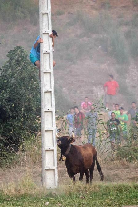 Dos heridos con traumatismo en la traída de las vacas de Cintruénigo