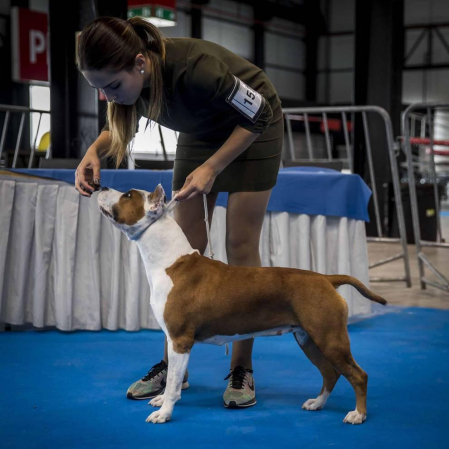 Más de 400 perros compitieron ayer en la XXXI Exposición Nacional Canina de Navarra y en la XXV Internacional que tuvo lugar en recinto ferial Refena