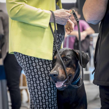Más de 400 perros compitieron ayer en la XXXI Exposición Nacional Canina de Navarra y en la XXV Internacional que tuvo lugar en recinto ferial Refena
