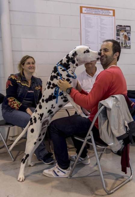 Más de 400 perros compitieron ayer en la XXXI Exposición Nacional Canina de Navarra y en la XXV Internacional que tuvo lugar en recinto ferial Refena