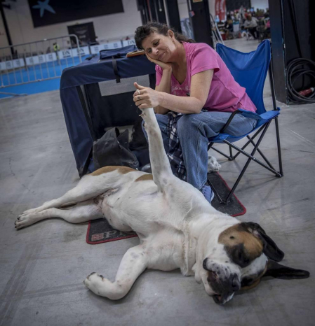 Más de 400 perros compitieron ayer en la XXXI Exposición Nacional Canina de Navarra y en la XXV Internacional que tuvo lugar en recinto ferial Refena
