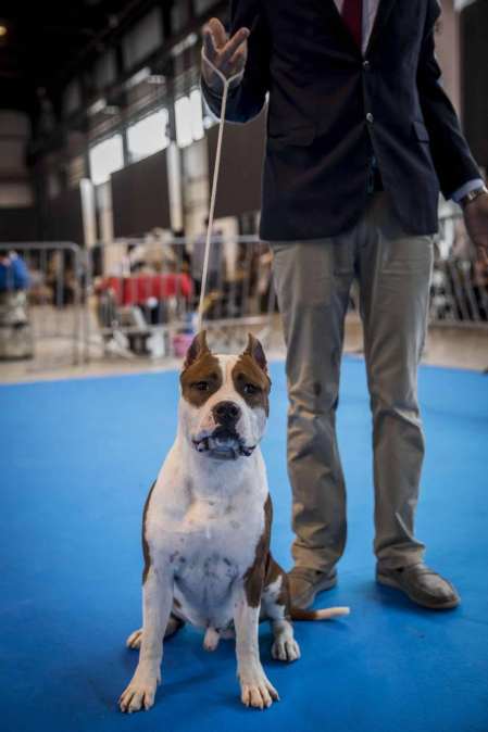 Más de 400 perros compitieron ayer en la XXXI Exposición Nacional Canina de Navarra y en la XXV Internacional que tuvo lugar en recinto ferial Refena