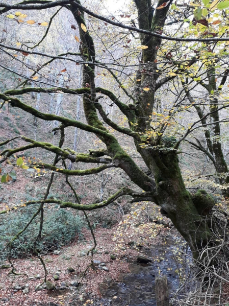 El otoño, retratado por los lectores de Diariodenavarra.es.