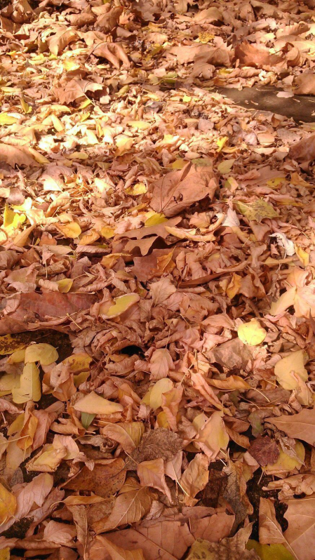 El otoño, retratado por los lectores de Diariodenavarra.es.
