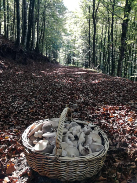 El otoño, retratado por los lectores de Diariodenavarra.es.