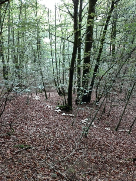 El otoño, retratado por los lectores de Diariodenavarra.es.