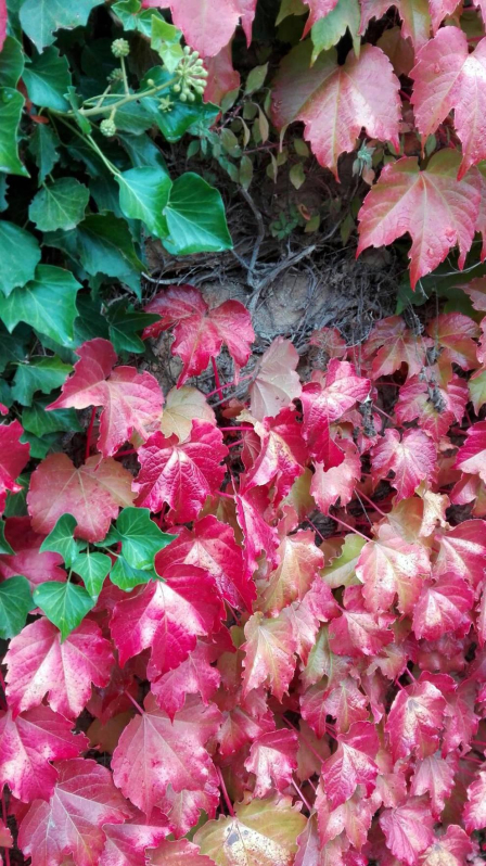 El otoño, retratado por los lectores de Diariodenavarra.es.