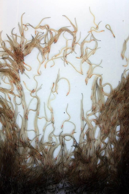 Reportaje gráfico de la pesca de la angula en Francia hasta que llega a una pescadería de Pamplona