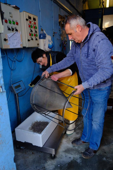 Reportaje gráfico de la pesca de la angula en Francia hasta que llega a una pescadería de Pamplona
