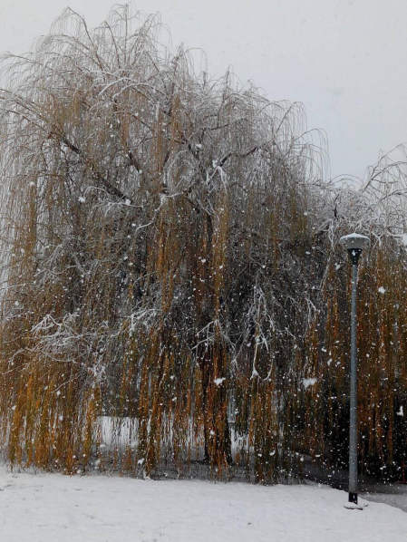 Imágenes enviadas por los lectores de Diario de Navarra de las luvias y las nieves del 6 de enero de 2018.