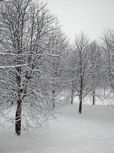 Estampas de todos los rincones de Navarra bajo el manto blanco caído el último día de febrero.