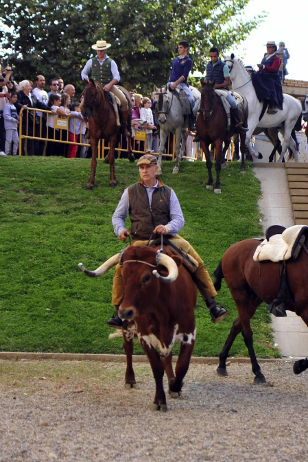 Fotos de la feria del caballo de Marcilla