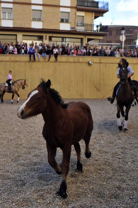 Fotos de la feria del caballo de Marcilla