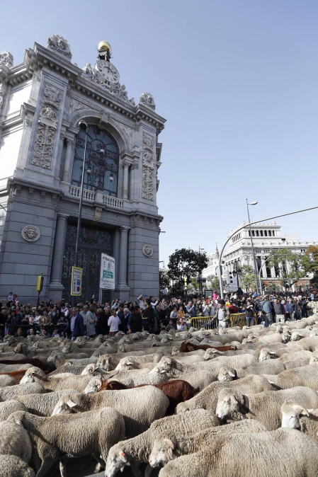 Las calles de la capital se vieron invadidas por las ovejas merinas con motivo de la Fiesta de la Trashumancia a la que acudió la alcaldesa, Manuela Carmena.